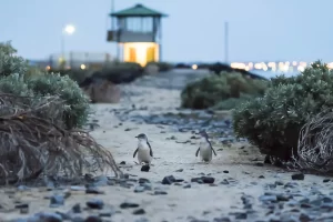 StKilda Penguins On The Breakwater