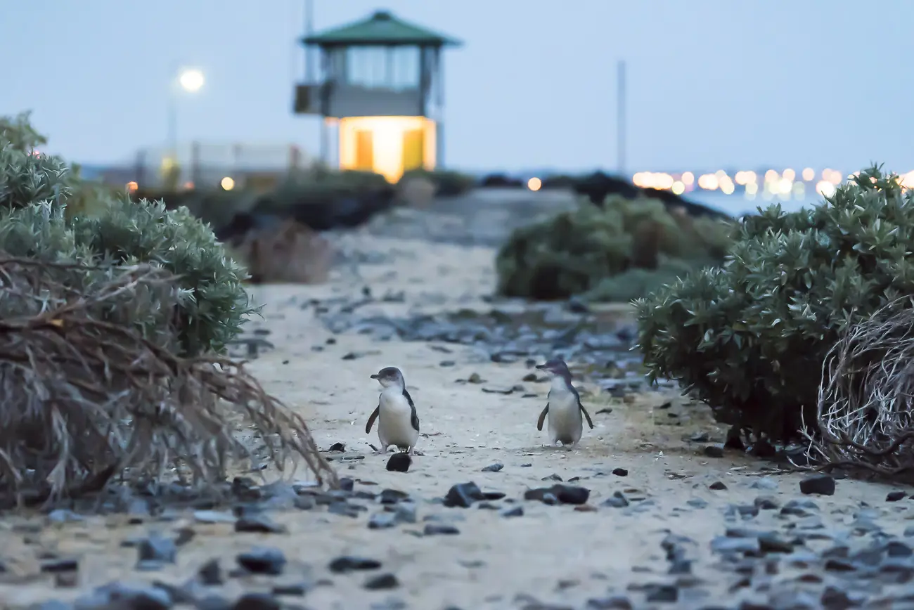 Penguin Facts - St Kilda Penguins