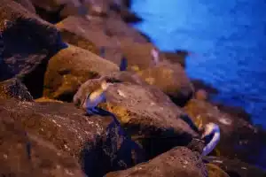 Penguin On The Rocks