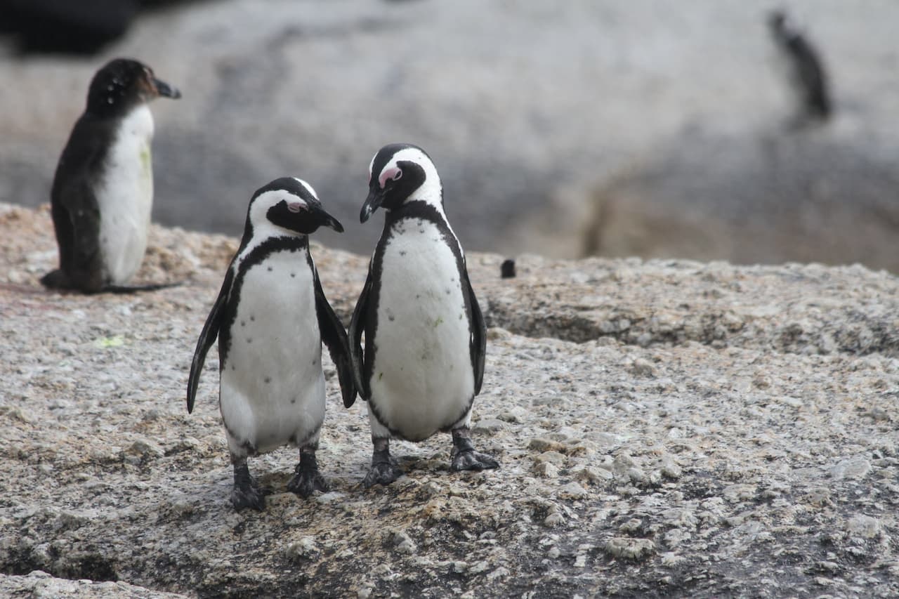 Two Penguin Mates