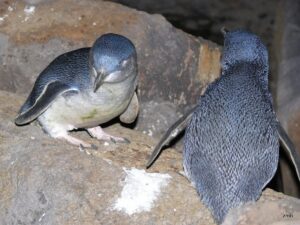 Distribution of the little penguin - Male penguin on left female penguin on right