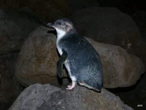 Do Little Penguins react to the Lunar Cycles heavy premoult penguin