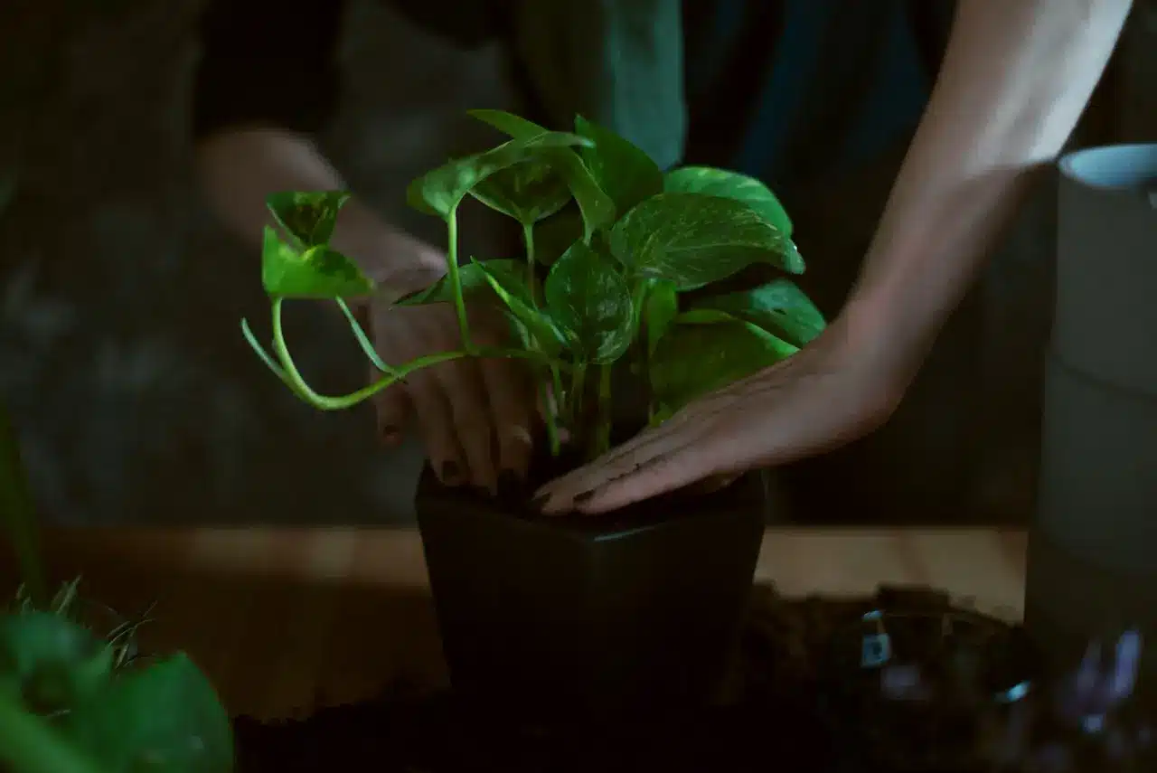 Putting A Plant In A Pot