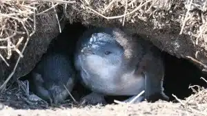 St Kilda Penguins Return Of Free Public Viewing Experiences