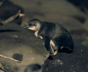 St Kilda vs Phillip Island: why one colony is free and one isn't