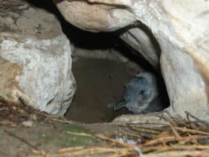 How St Kilda's penguin chicks are fed, and when they finally leave