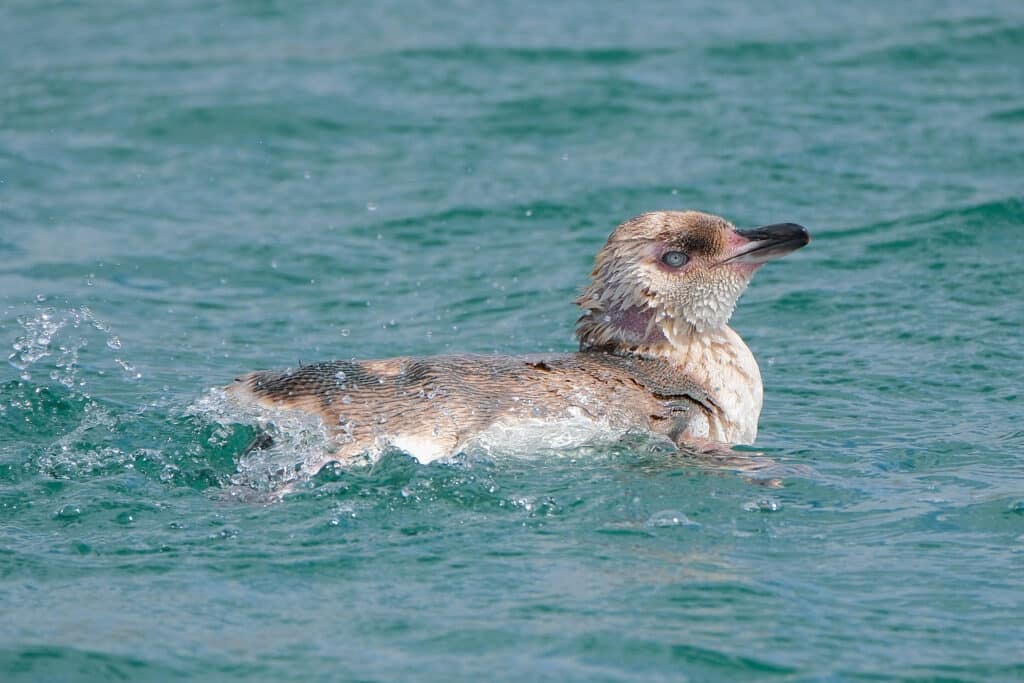 How weather and sea temperature change penguin foraging trips