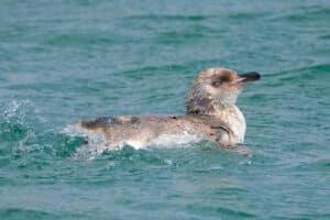 How weather and sea temperature change penguin foraging trips