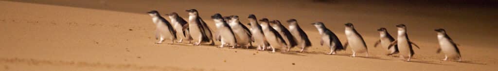 St Kilda vs Phillip Island: comparing colony size and monitoring