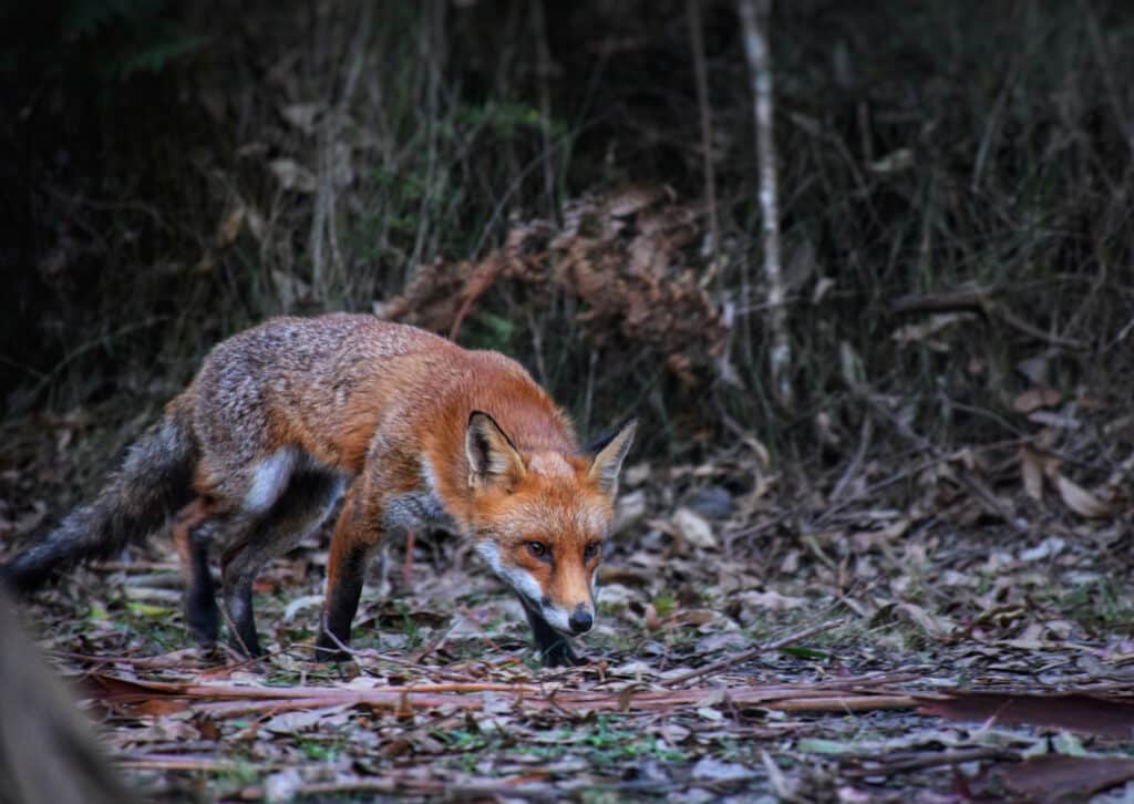 Why foxes and cats still threaten the St Kilda penguin colony