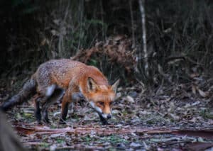 Why foxes and cats still threaten the St Kilda penguin colony
