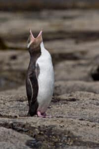 Little penguins vs New Zealand's penguins: cousins, not copies