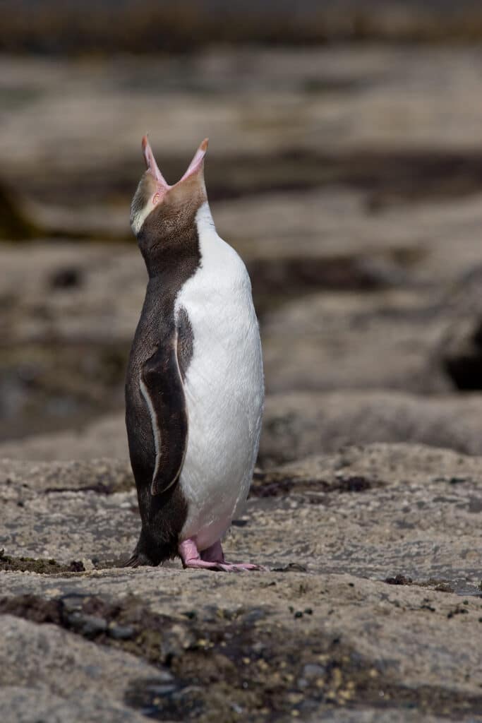 Little penguins vs New Zealand's penguins: cousins, not copies