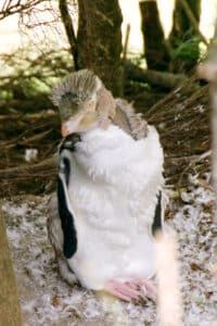 What a healthy pre-moult weight looks like for St Kilda's penguins