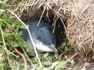How a St Kilda penguin finds its own nest cavity in the dark