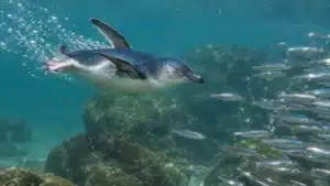 A little penguin hunting a school of anchovies underwater