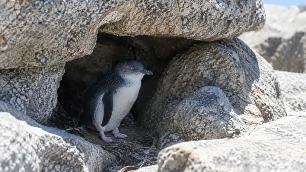 A little penguin keeping cool in the shade of a rock cavity on a hot day