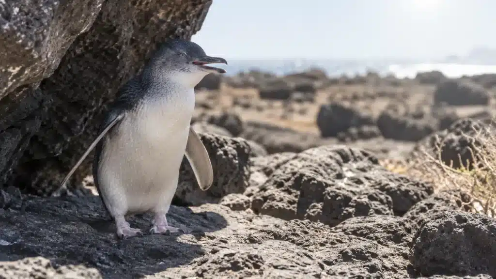 A little penguin panting in a strip of shade on sun-baked rocks