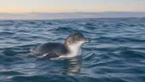 A little penguin swimming far offshore with the coast on the horizon