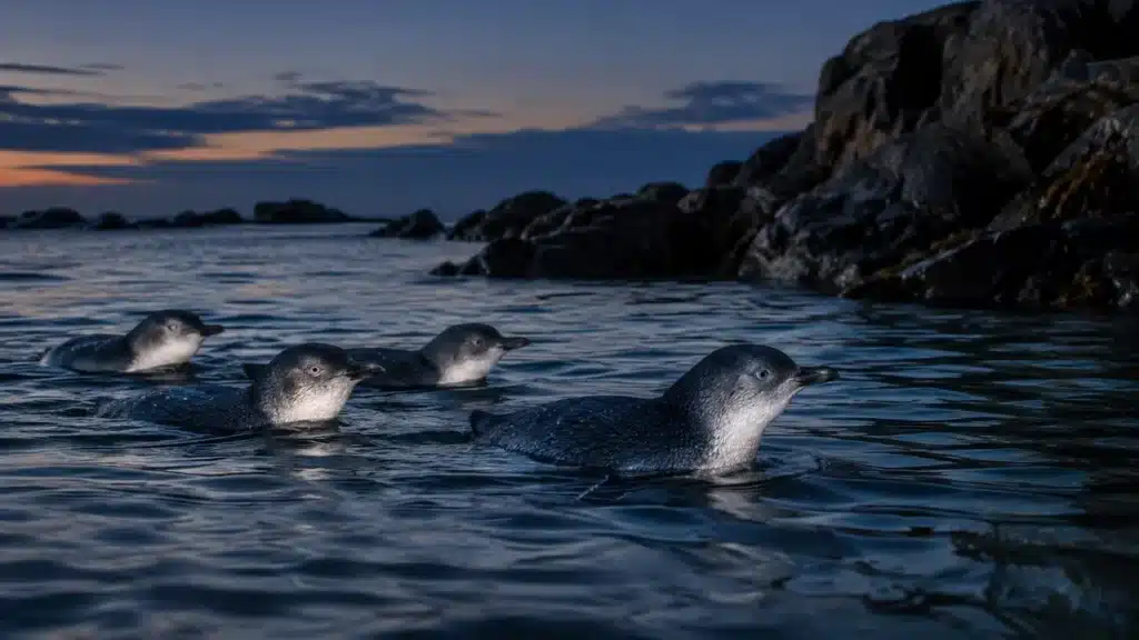 A raft of little penguins swimming towards the shore after sunset