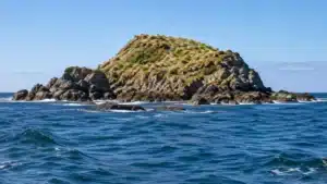A remote tussock-covered island off the southern Australian coast