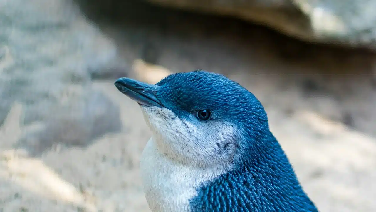 Close-up of a little penguin with blue-grey feathers and a white chest