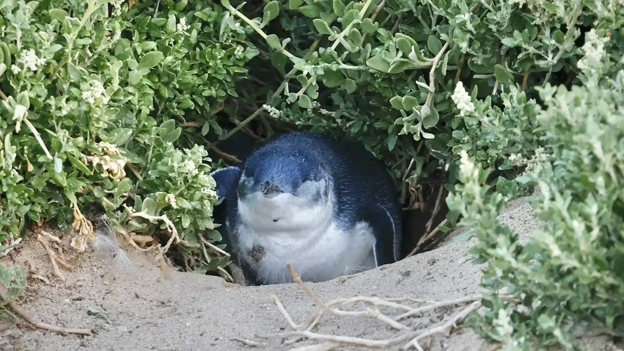 A little penguin sitting at the entrance of its nest under coastal shrubs