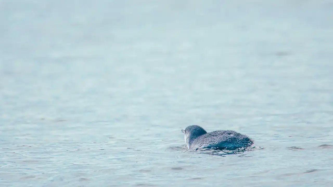A little penguin swimming on calm grey-blue water