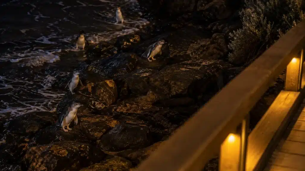 Little penguins coming ashore below a boardwalk lit with low amber lights