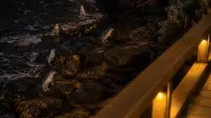 Little penguins coming ashore below a boardwalk lit with low amber lights