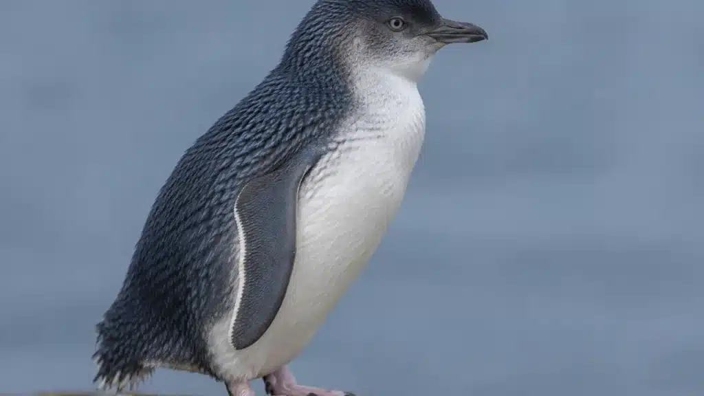 Side-profile portrait of a little penguin