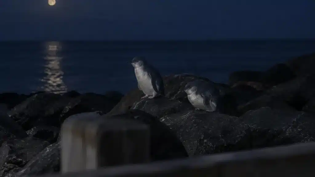 Two little penguins resting on the breakwater rocks at night